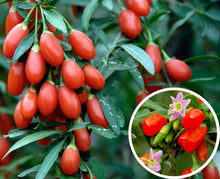 Goji Berry
