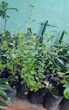 Goji Berry