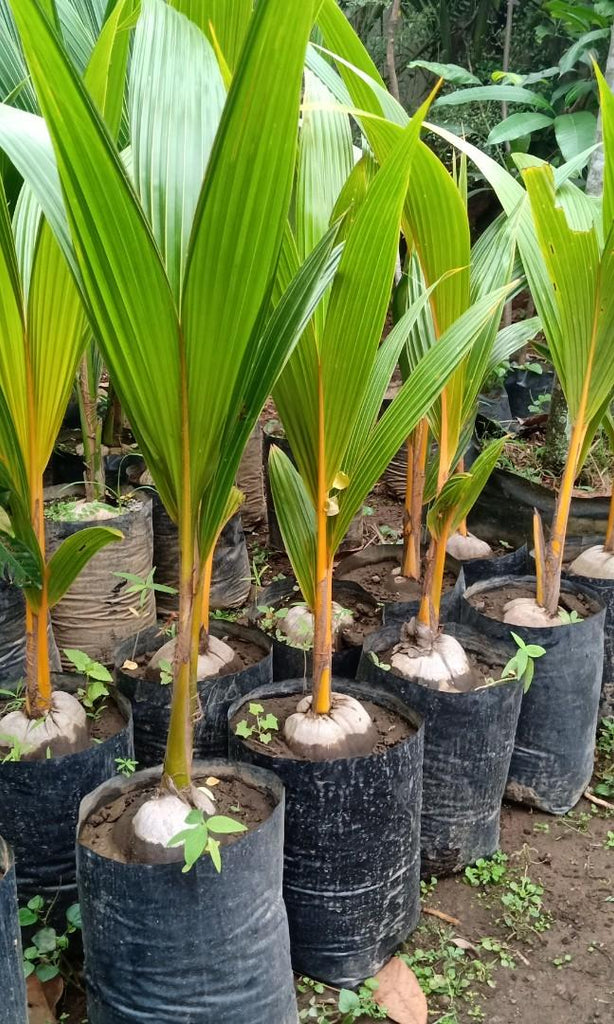 Golden Dwarf Coconut – Lunti Plant Nursery