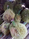 Gumihan seedling
