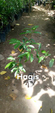 Hagis Seedling