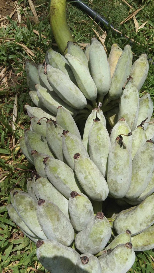 Ice Cream Banana / Blue Java Banana – Lunti Plant Nursery