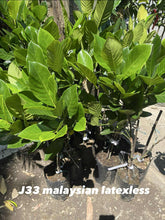Langka / Jackfruit - J33 Malaysian Sweet Latexless