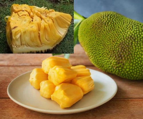 Langka / Jackfruit - J33 Malaysian Sweet Latexless