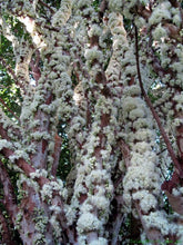 Jaboticaba / Brazillian Grapes (Escarlate variety)