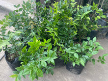 Jaboticaba / Brazillian Grapes (Sabara variety)