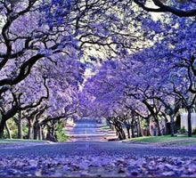 Jacaranda Tree