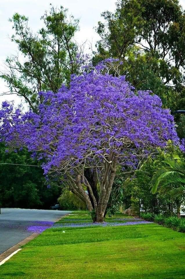 Jacaranda Tree – Lunti Plant Nursery