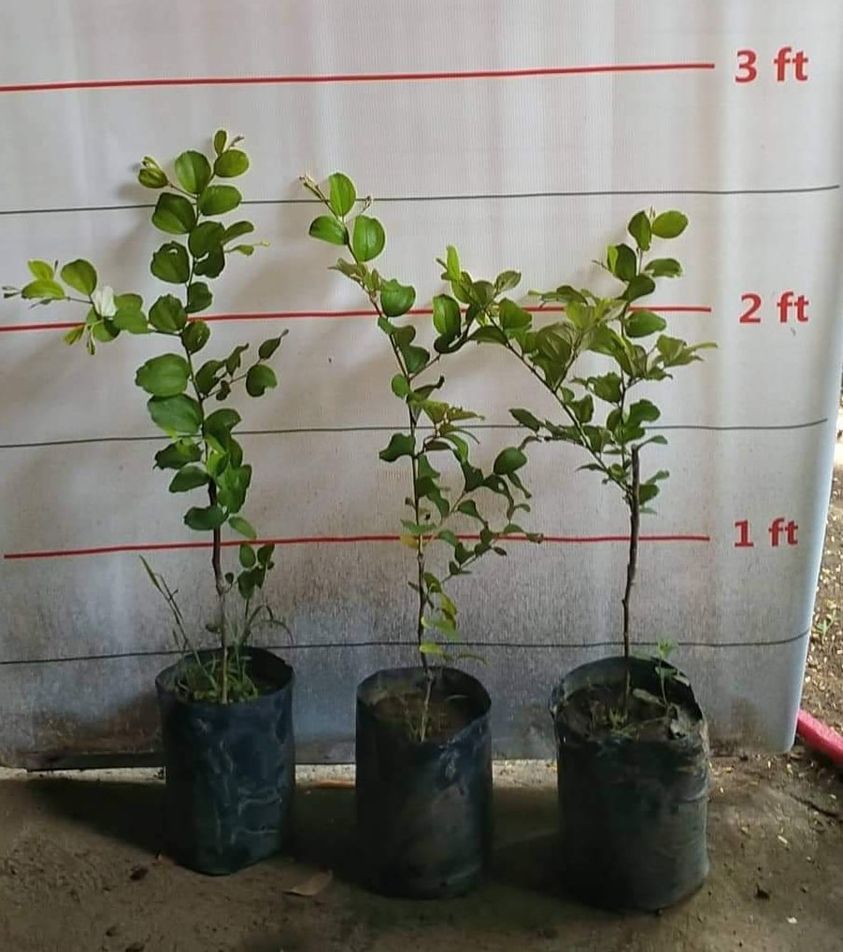 Thai Bao Jujube – Lunti Plant Nursery