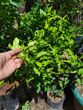 Kaffir Lime