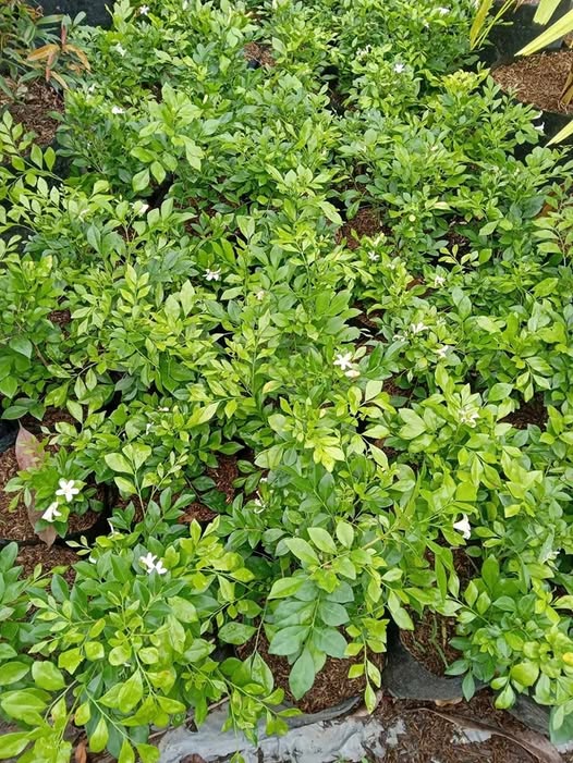 Kamuning plants