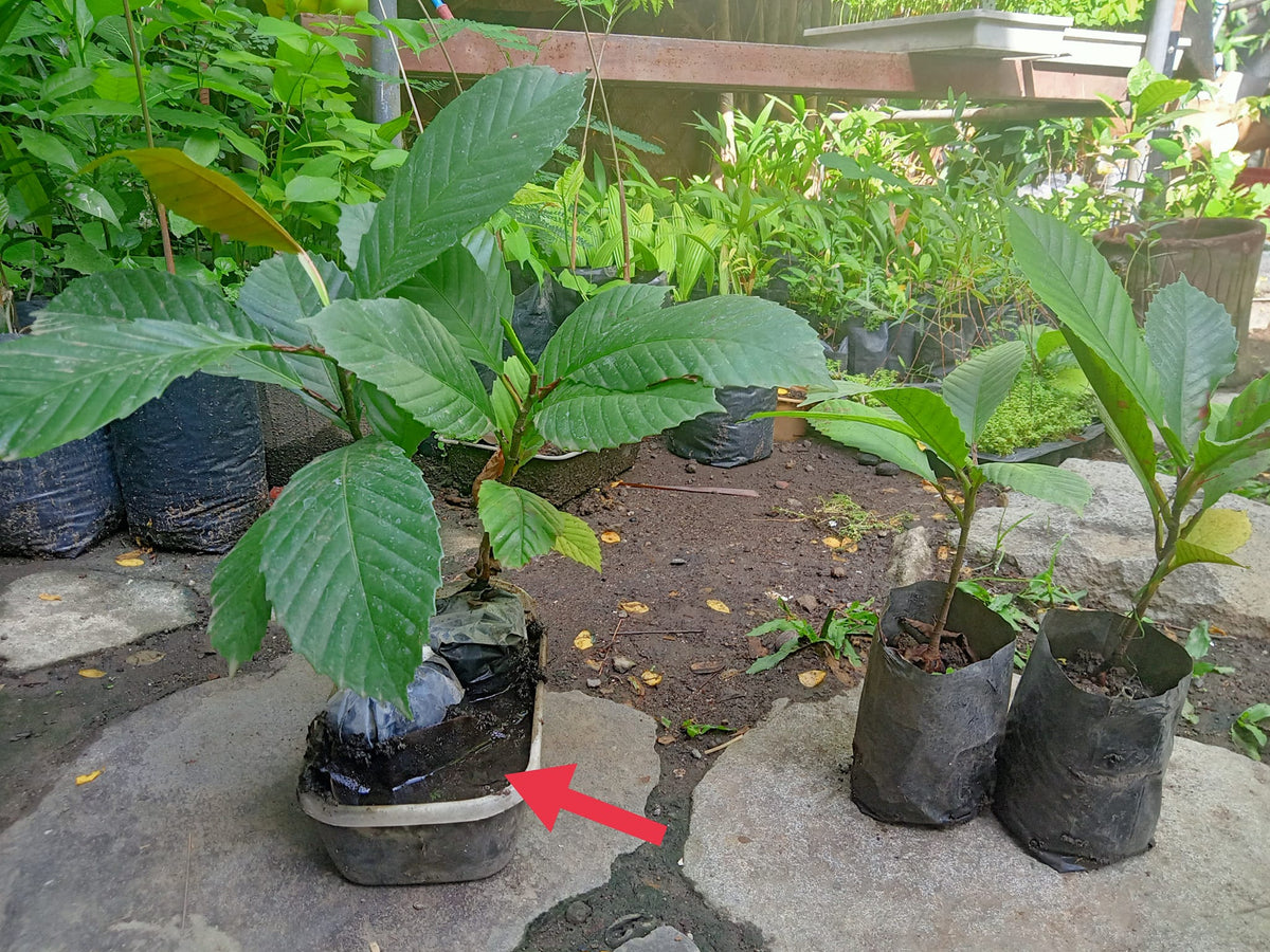 Cutmoon Tree Catmon seedling – Lunti Plant Nursery