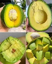 Kendil Avocado, grafted