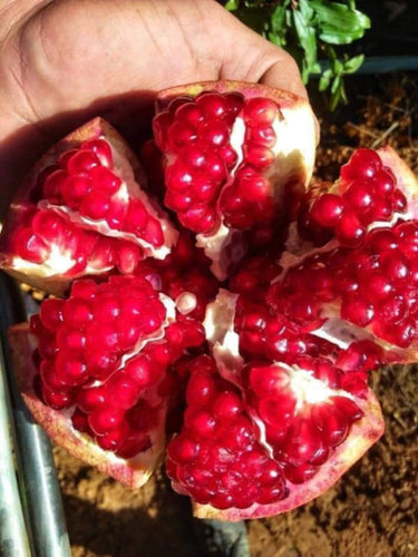 Kuwaiti Red Pomegranate seedling