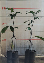 Longkong Lanzones (Doubleroot-stock grafted, ~2.5ft)