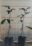 Longkong Lanzones (Doubleroot-stock grafted, ~2.5ft)