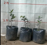 Laurel Bay Leaf Seedling