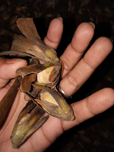 White Laua-an seeds (per kilo)