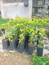Longgan Grafted Seedling