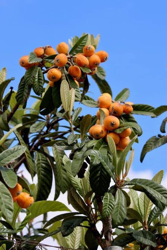 Loquat seedling – Lunti Plant Nursery