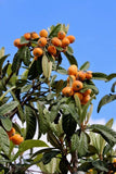 Loquat seedling