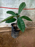Loquat seedling