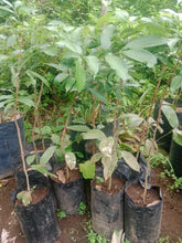 Lychee Grafted Seedlings