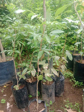 Lychee Grafted Seedlings