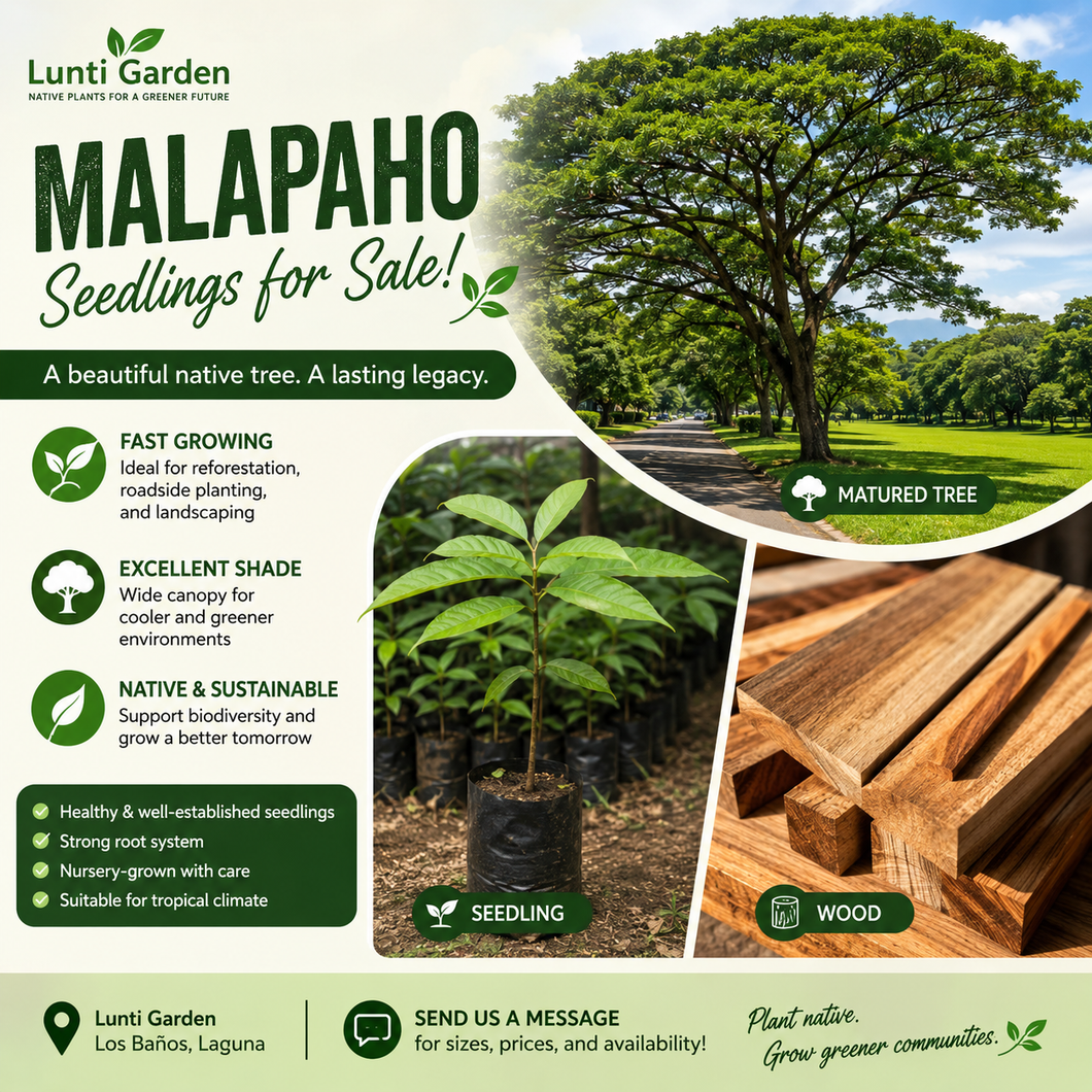 Malapaho seedling