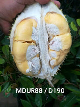 MDUR88 (D190) Durian grafted