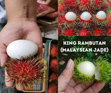 Malaysian Jade / King Rambutan