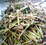 Super Napier Pakchong Hybrid Cuttings (130's)
