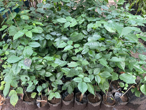 Narra (Pterocarpus indicus) seedlings
