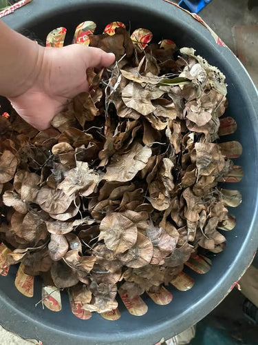 Narra seeds (per kilo)