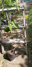 New-Guinea Creeper / Scarlet Jade Vine