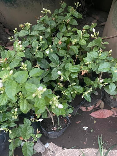 Native Sampaguita