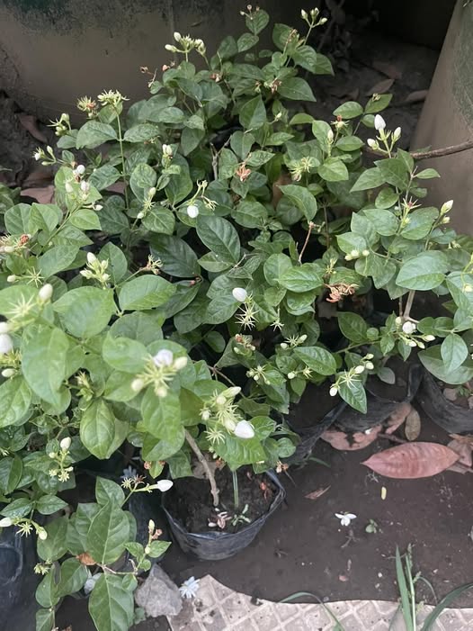 Native Sampaguita