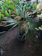 Cocothrinax Crinita "Old Man Palm"