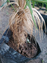 Cocothrinax Crinita "Old Man Palm"