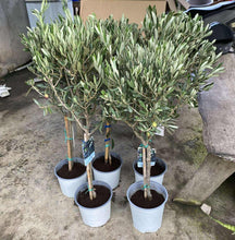 Olive Trees (Koroneiki variety, marcotted)