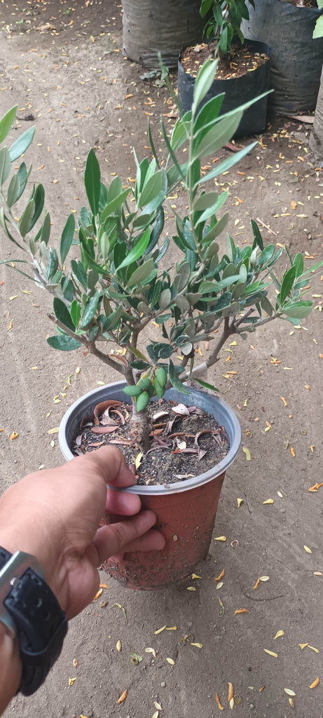 Olive Trees (Koroneiki variety, marcotted) – Lunti Plant Nursery