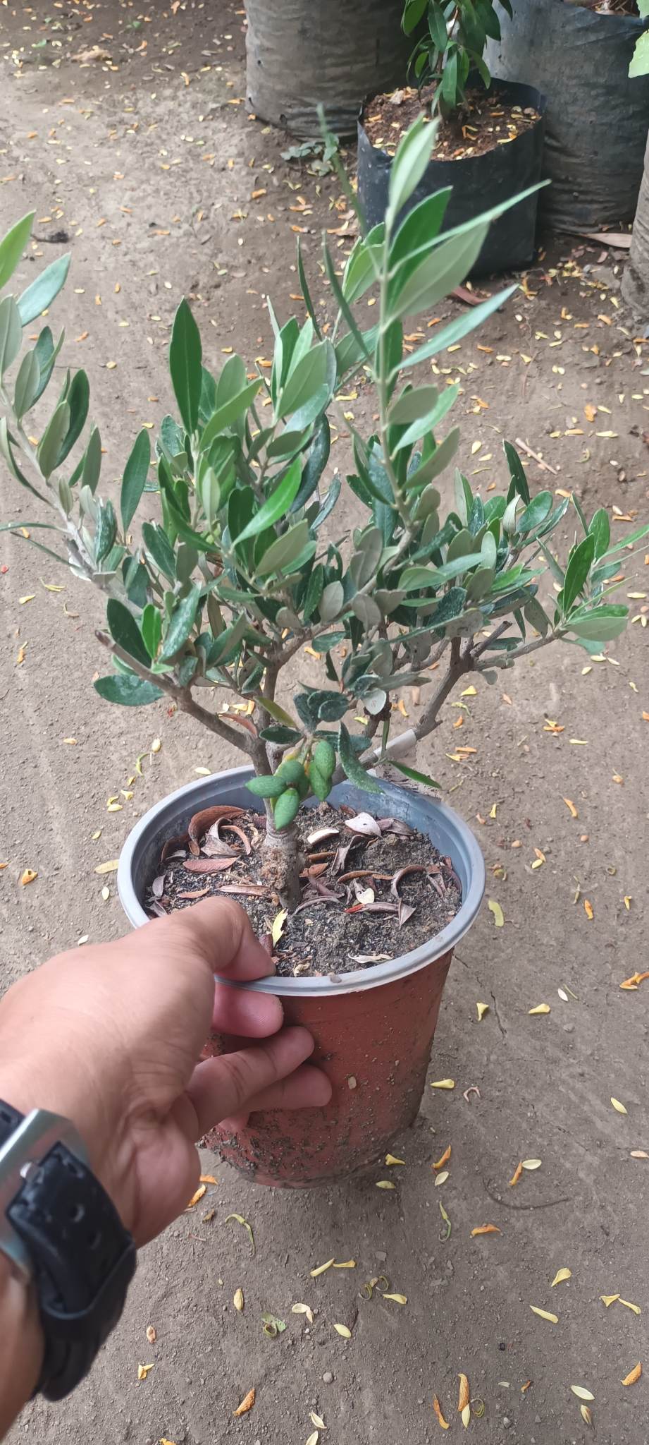 Olive Trees (Koroneiki variety, marcotted) – Lunti Plant Nursery