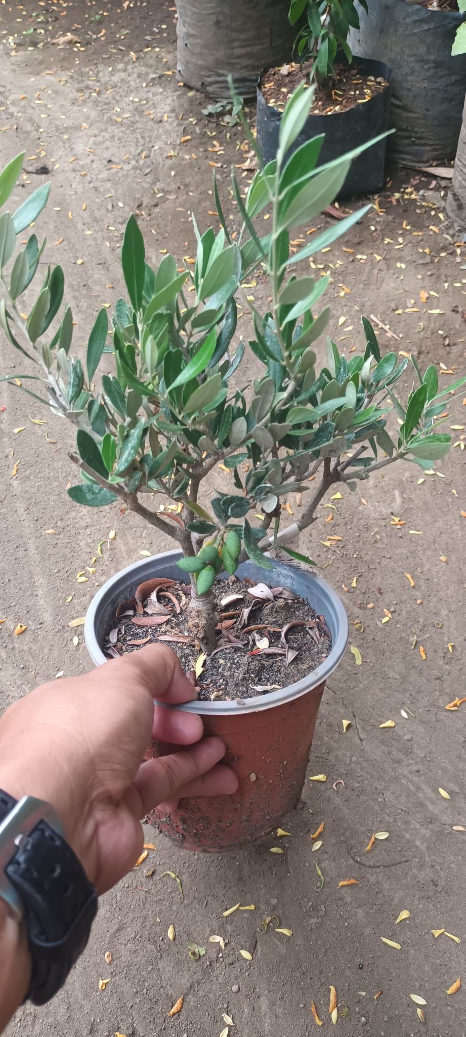 Olive Trees (Koroneiki variety, marcotted)