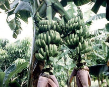 Pastilan / Doble Mahoi Banana (suwi)