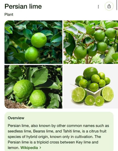 Persian Lime, marcotted
