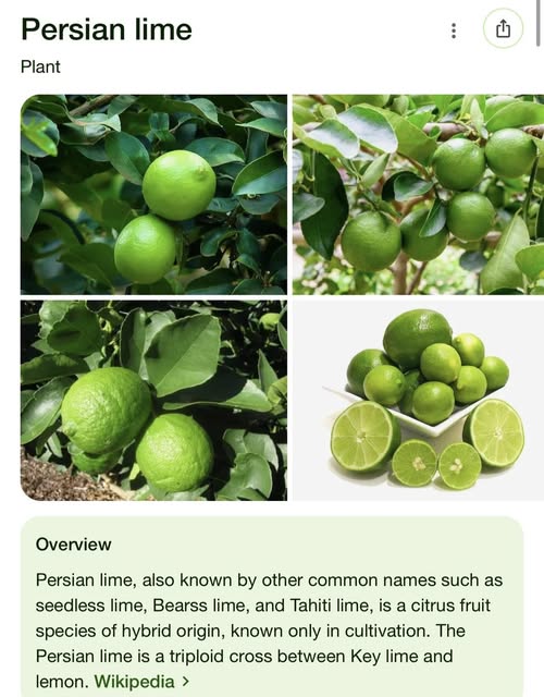 Persian Lime, marcotted