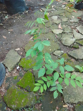 Ahern's Balok / Philippine Wisteria (Millettia ahernii)