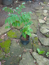 Ahern's Balok / Philippine Wisteria (Millettia ahernii)
