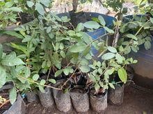 Pink Pepper Tree, marcotted