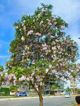 Pink Trumpet (Tabebuia heterophylla)